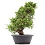 Juniperus chinensis Itoigawa, 36 cm, ± 20 anni