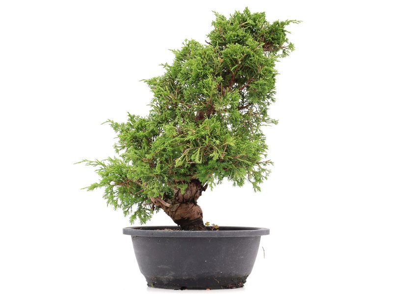 Juniperus chinensis Itoigawa, 36 cm, ± 20 Jahre alt