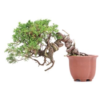 Juniperus chinensis Itoigawa, 16 cm, ± 18 Jahre alt