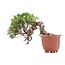 Juniperus chinensis Itoigawa, 16 cm, ± 18 ans, avec jin et shari intéressants