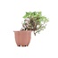Juniperus chinensis Itoigawa, 16 cm, ± 18 ans, avec jin et shari intéressants