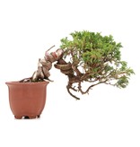 Juniperus chinensis Itoigawa, 16 cm, ± 18 Jahre alt, mit interessantem Jin und Shari