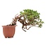 Juniperus chinensis Itoigawa, 16 cm, ± 18 anni, con interessanti jin e shari