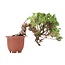 Juniperus chinensis Itoigawa, 16 cm, ± 18 ans, avec jin et shari intéressants