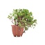 Juniperus chinensis Itoigawa, 16 cm, ± 18 ans, avec jin et shari intéressants