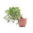 Juniperus chinensis Itoigawa, 16 cm, ± 18 ans, avec jin et shari intéressants