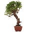 Juniperus chinensis Itoigawa, 29 cm, ± 18 jaar oud, met interessante jin en shari