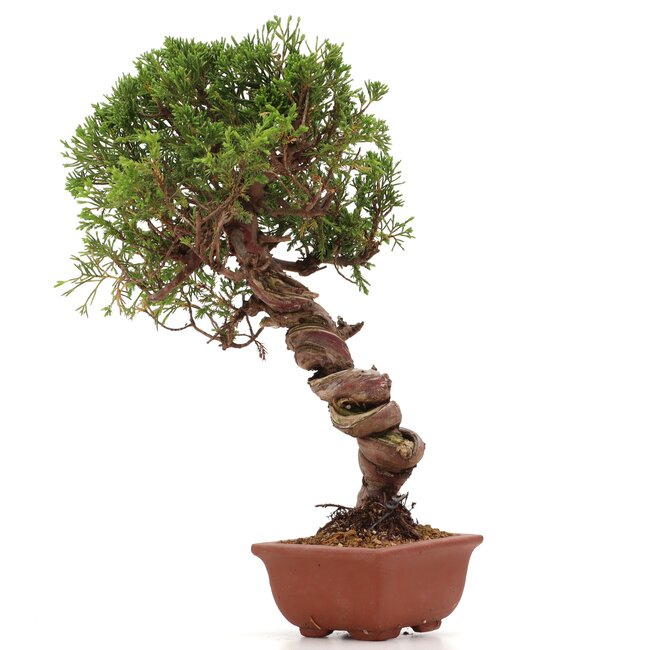 Juniperus chinensis Itoigawa, 29 cm, ± 18 ans, avec d'intéressants jin et shari