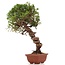 Juniperus chinensis Itoigawa, 29 cm, ± 18 anni, con interessanti jin e shari