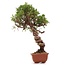 Juniperus chinensis Itoigawa, 29 cm, ± 18 anni, con interessanti jin e shari