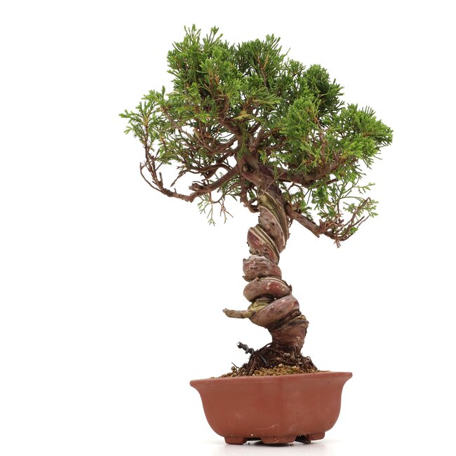 Juniperus chinensis Itoigawa, 29 cm, ± 18 years old, with interesting jin and shari