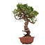 Juniperus chinensis Itoigawa, 29 cm, ± 18 jaar oud, met interessante jin en shari