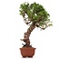 Juniperus chinensis Itoigawa, 29 cm, ± 18 jaar oud, met interessante jin en shari