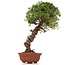 Juniperus chinensis Itoigawa, 29 cm, ± 18 anni, con interessanti jin e shari