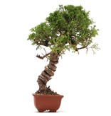 Juniperus chinensis Itoigawa, 29 cm, ± 18 Jahre alt, mit interessantem Jin und Shari