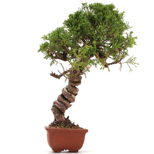 Juniperus chinensis Itoigawa, 29 cm, ± 18 years old, with interesting jin and shari