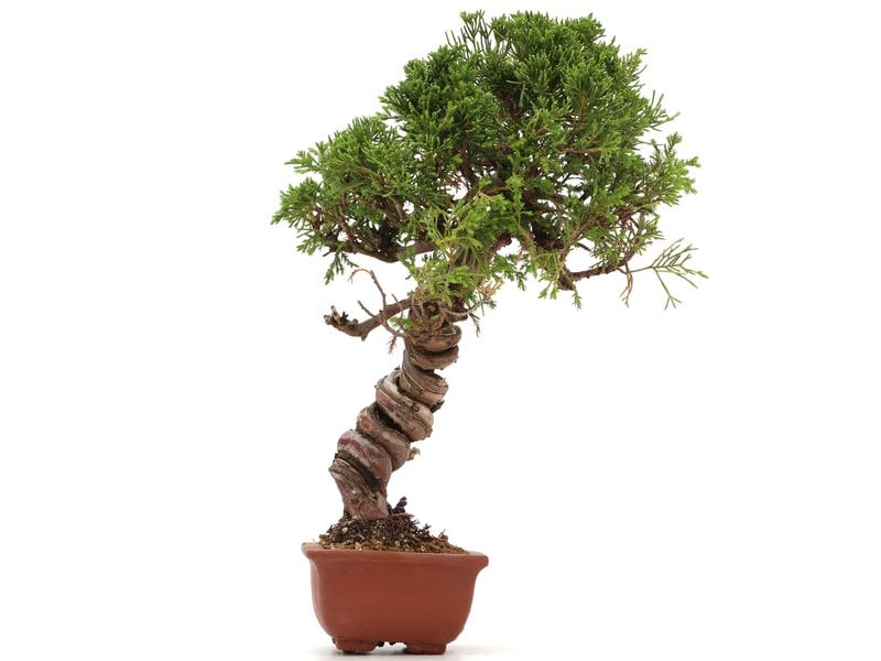 Juniperus chinensis Itoigawa, 29 cm, ± 18 jaar oud, met interessante jin en shari
