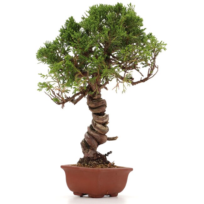 Juniperus chinensis Itoigawa, 29 cm, ± 18 años, con interesantes jin y shari