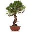 Juniperus chinensis Itoigawa, 29 cm, ± 18 anni, con interessanti jin e shari