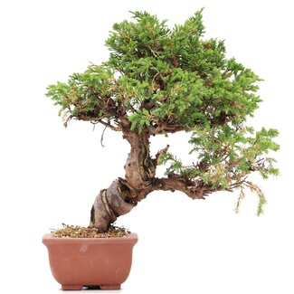 Juniperus chinensis Itoigawa, 22 cm, ± 18 anni