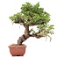 Juniperus chinensis Itoigawa, 22 cm, ± 18 jaar oud, met interessante jin en shari