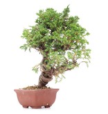 Juniperus chinensis Itoigawa, 22 cm, ± 18 Jahre alt, mit interessantem Jin und Shari