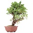 Juniperus chinensis Itoigawa, 22 cm, ± 18 anni, con interessanti jin e shari