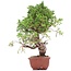 Juniperus chinensis Itoigawa, 22 cm, ± 18 Jahre alt, mit interessantem Jin und Shari