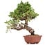 Juniperus chinensis Itoigawa, 22 cm, ± 18 Jahre alt, mit interessantem Jin und Shari