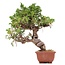 Juniperus chinensis Itoigawa, 22 cm, ± 18 anni, con interessanti jin e shari