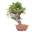 Juniperus chinensis Itoigawa, 22 cm, ± 18 anni, con interessanti jin e shari