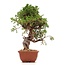 Juniperus chinensis Itoigawa, 22 cm, ± 18 anni, con interessanti jin e shari