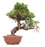 Juniperus chinensis Itoigawa, 22 cm, ± 18 Jahre alt, mit interessantem Jin und Shari