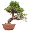 Juniperus chinensis Itoigawa, 22 cm, ± 18 anni, con interessanti jin e shari