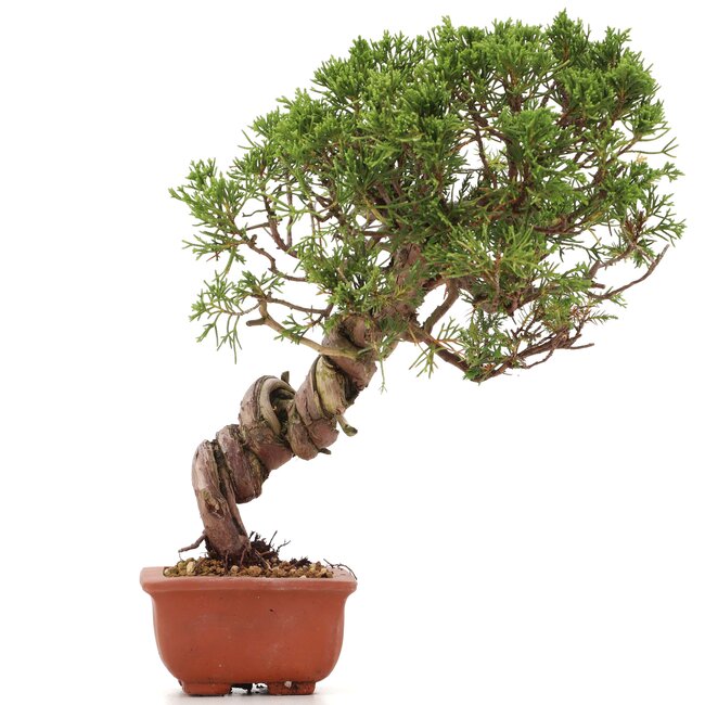 Juniperus chinensis Itoigawa, 26 cm, ± 18 años, con interesantes jin y shari