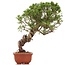 Juniperus chinensis Itoigawa, 26 cm, ± 18 anni, con interessanti jin e shari