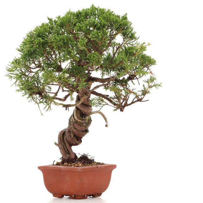 Juniperus chinensis Itoigawa, 26 cm, ± 18 jaar oud, met interessante jin en shari