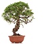 Juniperus chinensis Itoigawa, 26 cm, ± 18 anni, con interessanti jin e shari