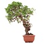 Juniperus chinensis Itoigawa, 26 cm, ± 18 anni, con interessanti jin e shari