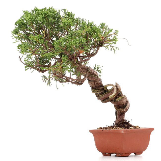 Juniperus chinensis Itoigawa, 26 cm, ± 18 ans, avec jin et shari intéressants