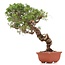 Juniperus chinensis Itoigawa, 26 cm, ± 18 anni, con interessanti jin e shari