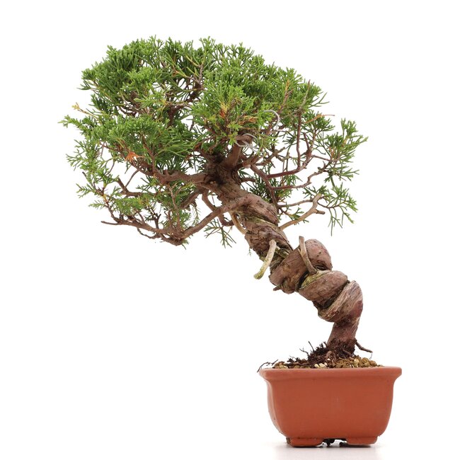 Juniperus chinensis Itoigawa, 26 cm, ± 18 ans, avec jin et shari intéressants