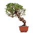 Juniperus chinensis Itoigawa, 26 cm, ± 18 años, con interesantes jin y shari