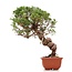 Juniperus chinensis Itoigawa, 26 cm, ± 18 ans, avec jin et shari intéressants
