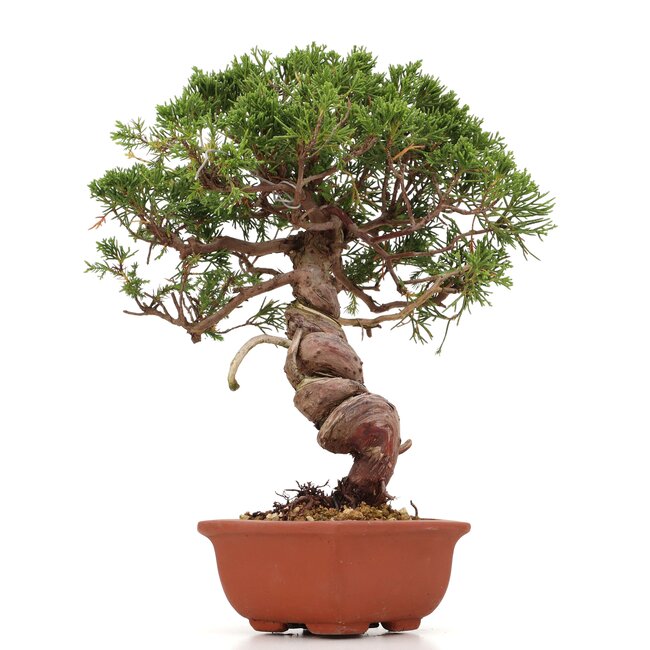 Juniperus chinensis Itoigawa, 26 cm, ± 18 años, con interesantes jin y shari