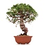 Juniperus chinensis Itoigawa, 26 cm, ± 18 jaar oud, met interessante jin en shari