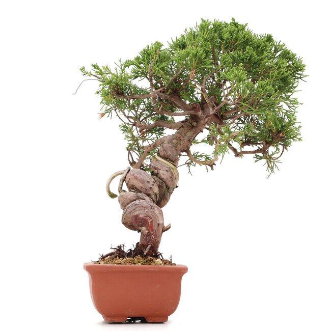 Juniperus chinensis Itoigawa, 26 cm, ± 18 years old, with interesting jin and shari