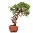 Juniperus chinensis Itoigawa, 26 cm, ± 18 años, con interesantes jin y shari