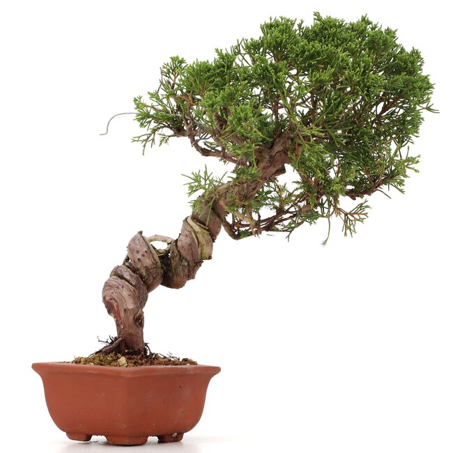 Juniperus chinensis Itoigawa, 26 cm, ± 18 Jahre alt, mit interessantem Jin und Shari