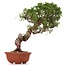 Juniperus chinensis Itoigawa, 26 cm, ± 18 anni, con interessanti jin e shari